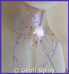 bubble coral shrimp by Geoff Spiby 